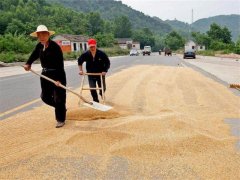 小麥?zhǔn)裁磿r(shí)間儲(chǔ)存*合適？糧食水分測(cè)量?jī)x來解答