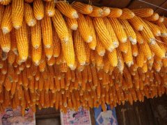 糧食安全檢測儀，可檢測糧食中是否含有大米增白劑